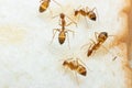 Anoplolepis gracilipes, yellow crazy ants, on Sliced Ã¢â¬â¹Ã¢â¬â¹bread,